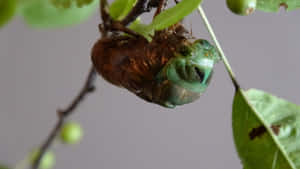 Cicada Emerging From Exoskeleton Wallpaper