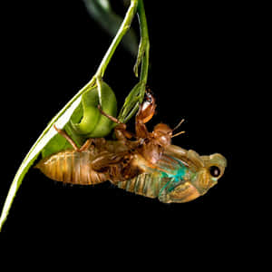 Cicada Emerging From Exoskeleton Wallpaper