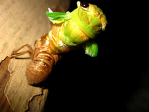 Cicada Emerging From Exoskeleton Wallpaper