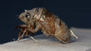 Cicada_ Emerging_ From_ Exoskeleton.jpg Wallpaper