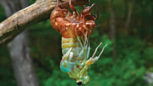 Cicada Emerging From Exoskeleton Wallpaper