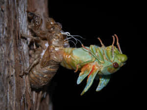 Cicada Emerging From Exoskeleton Wallpaper