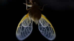 Cicada Emerging From Exoskeleton Wallpaper