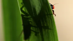 Cicada Emerging Shadow Wallpaper
