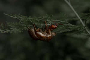 Cicada Exoskeleton Hanging Wallpaper