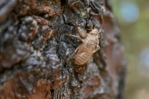 Cicada_ Exoskeleton_on_ Tree_ Bark Wallpaper