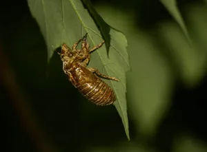 Cicada_ Exuviae_ On_ Leaf Wallpaper