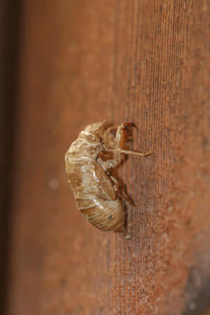 Cicada_ Exuviae_ On_ Tree Wallpaper