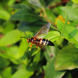 Cicada_ Killer_ Wasp_on_ Leaf Wallpaper