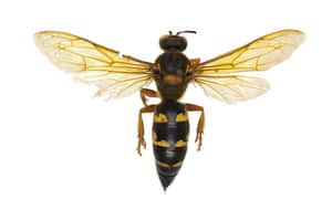 Cicada_ Killer_ Wasp_ Specimen.jpg Wallpaper