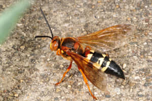 Cicada Killer Waspon Ground Wallpaper