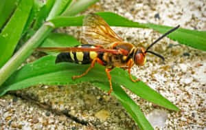 Cicada Killer Waspon Leaf Wallpaper