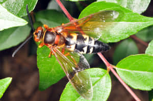 Cicada Killer Waspon Leaves Wallpaper