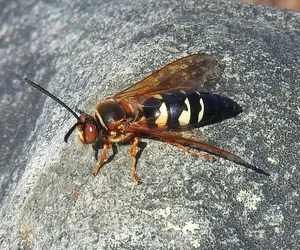 Cicada Killer Waspon Rock Wallpaper
