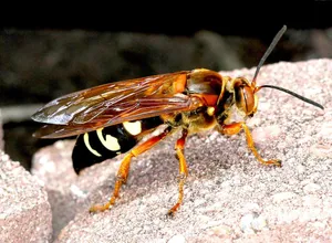 Cicada Killer Waspon Rock Wallpaper