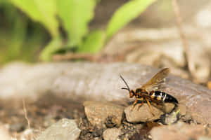 Cicada Killer Waspon Rocks Wallpaper