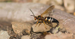 Cicada Killer Waspon Rocks Wallpaper