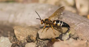 Cicada Killer Waspon Rocks Wallpaper