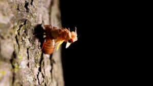 Cicada Nymph Molting Process Wallpaper