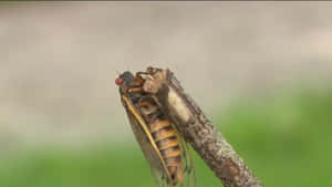 Cicada Nymph Molting Process Wallpaper