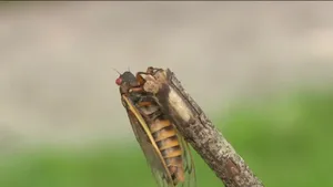 Cicada Nymph Molting Process Wallpaper