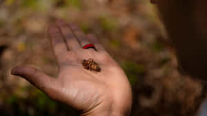 Cicada Nymphon Human Hand Wallpaper