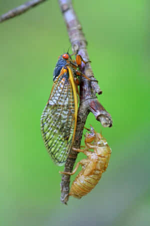 Cicada Post Molting Process Wallpaper