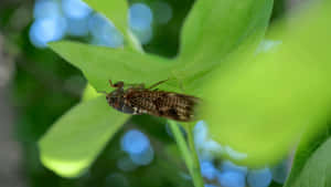 Cicada Restingon Green Leaf Wallpaper