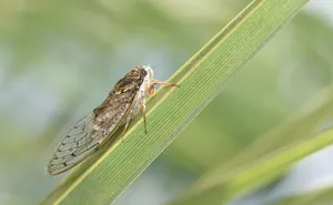 Cicadaon Green Leaf.jpg Wallpaper