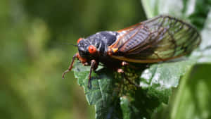 Cicadaon Leaf.jpg Wallpaper