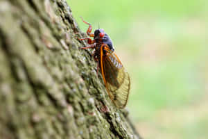 Cicadaon Tree Bark.jpg Wallpaper