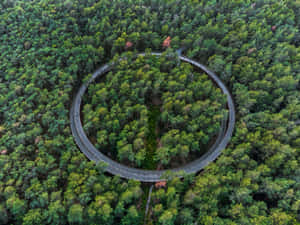 Circular Forest Road Aerial View Wallpaper