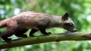 Civet Cat Balancingon Branch Wallpaper