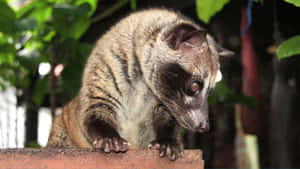 Civet Cat Balancingon Edge Wallpaper