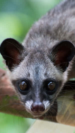 Civet Close Up Portrait Wallpaper