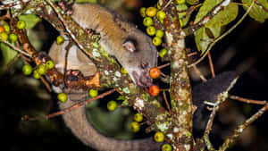 Civet Eating Fruitin Tree Nighttime Wallpaper