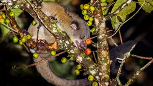 Civet Eating Fruitin Tree Nighttime Wallpaper