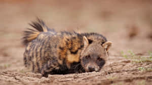 Civet Restingin Natural Habitat.jpg Wallpaper