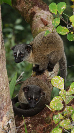 Civets_in_ Tree_ Habitat.jpg Wallpaper