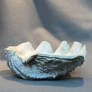 Clam Shell Purposes Nature's Sparkling Beauty Wallpaper