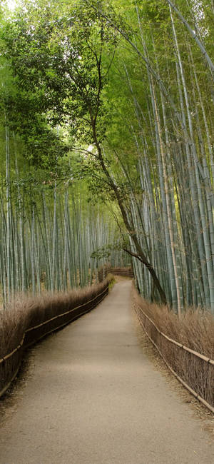 Clean Bamboo Pathway Iphone Wallpaper