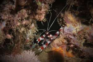 Cleaner_ Shrimp_in_ Natural_ Habitat.jpg Wallpaper