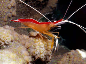 Cleaner_ Shrimp_on_ Coral Wallpaper