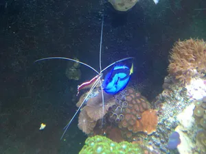 Cleaner_ Shrimp_ With_ Regal_ Blue_ Tang Wallpaper