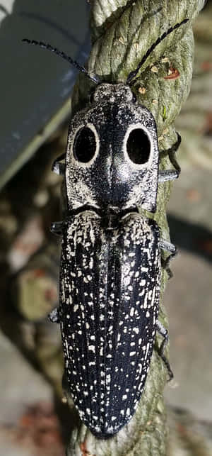 Click Beetle Closeupon Branch.jpg Wallpaper