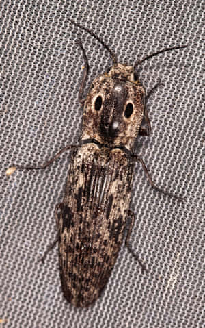 Click Beetle Closeupon Mesh Wallpaper