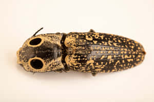 Click Beetle Eyed Elateridae Wallpaper