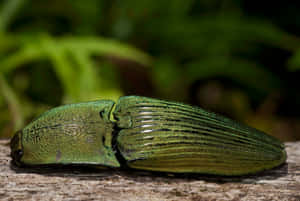 Click Beetle Green Metallic Texture Wallpaper