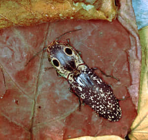 Click Beetleon Leaf.jpg Wallpaper