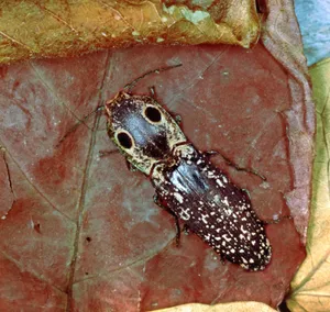 Click Beetleon Leaf.jpg Wallpaper